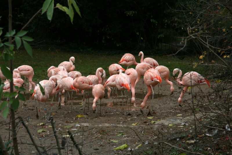 Frankfurt Zoo