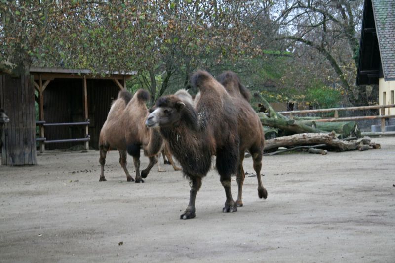 Frankfurt Zoo