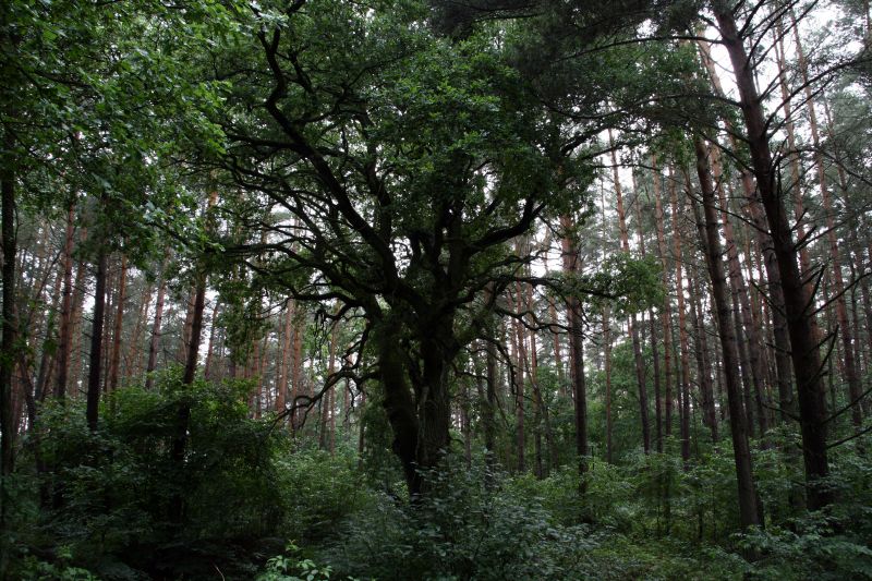 National park Mueritz