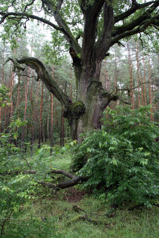 National park Mueritz