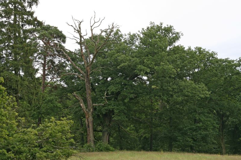 National park Mueritz