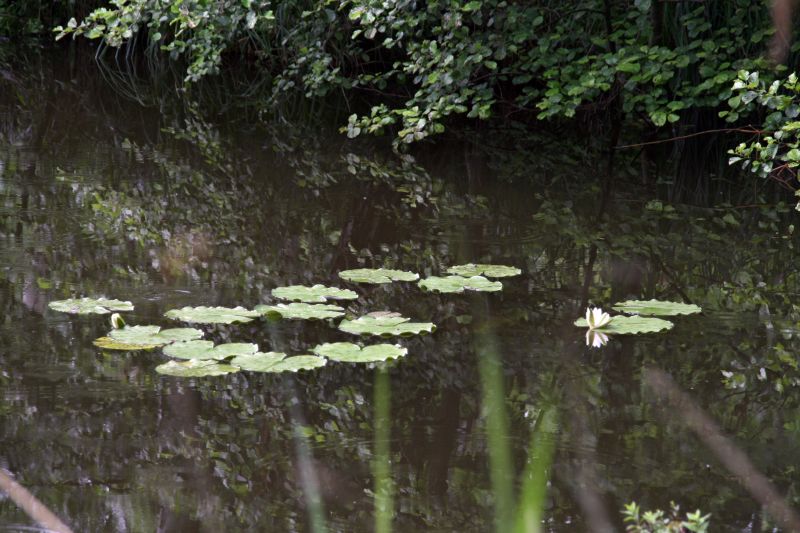 National park Mueritz