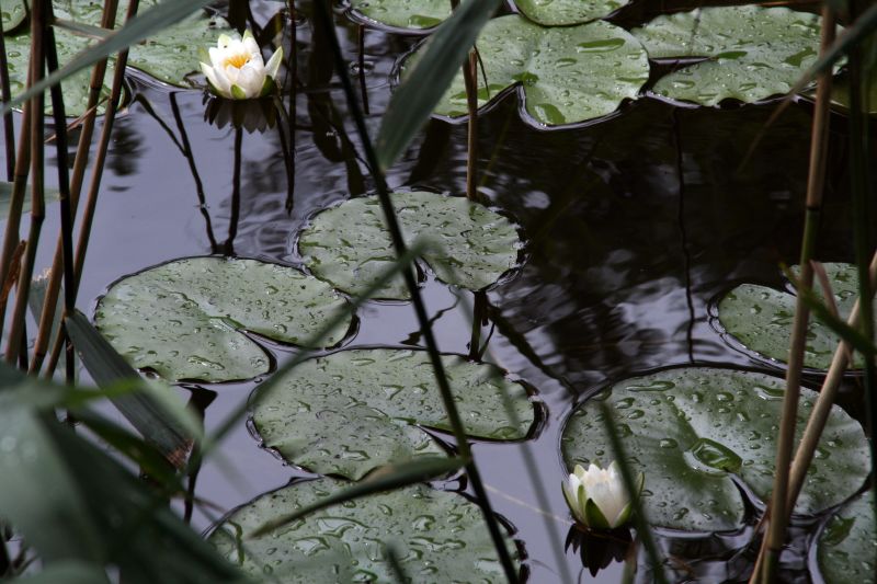 National park Mueritz