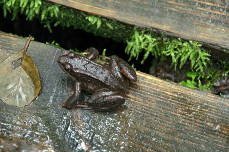 National park Mueritz