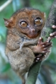 Kleinster Affe der Welt