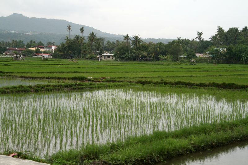 Rice fields