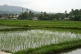 Rice fields