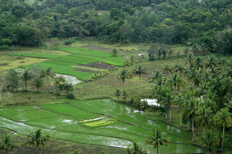 Rice fields