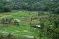 Rice fields