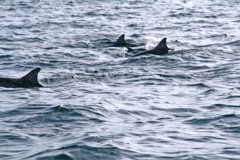 Dolphins