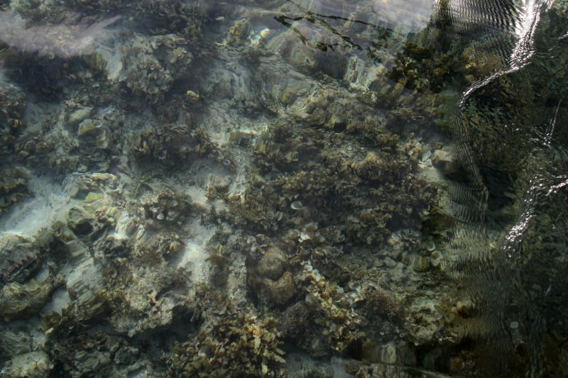 With the fishing boat over the reef