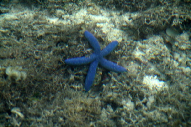 Sea star