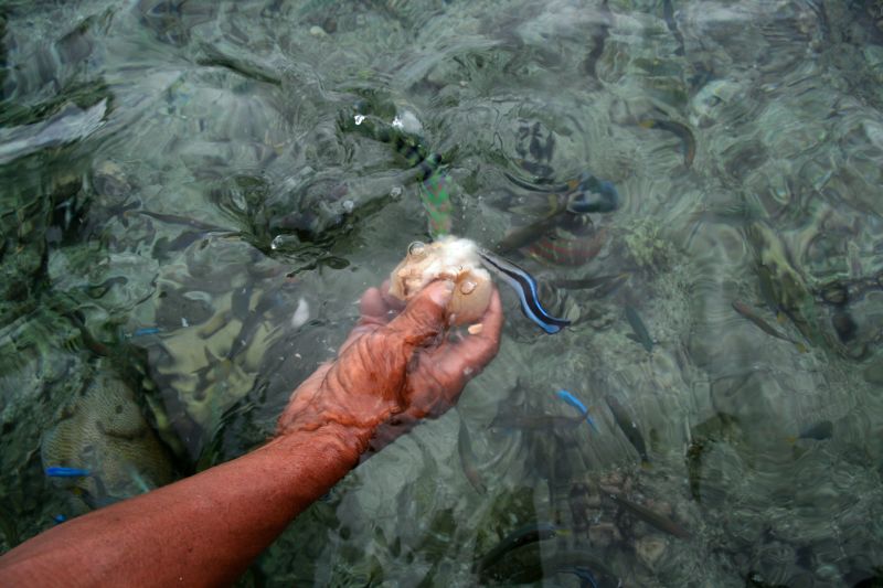 Feeding fishes