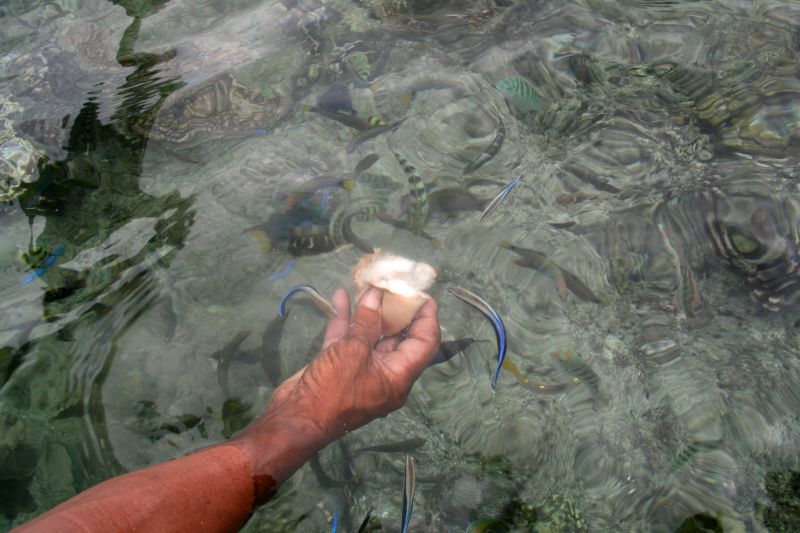 Feeding fishes