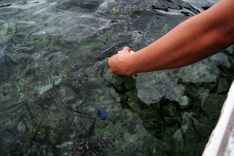 Feeding fishes