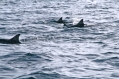 Dolphins