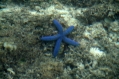 Sea star