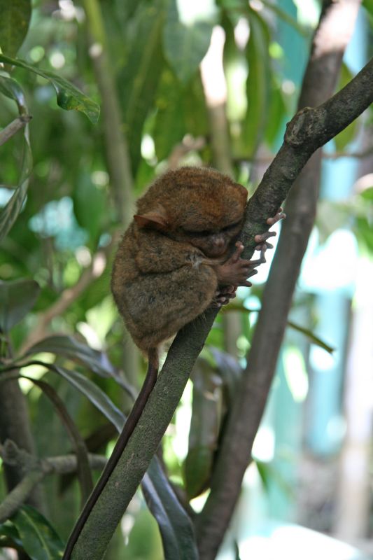 Tarsier