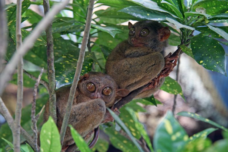 Smallest monkey of the world