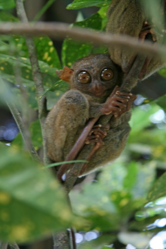 Smallest monkey of the world