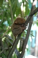 Tarsier