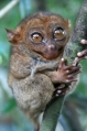 Smallest monkey of the world