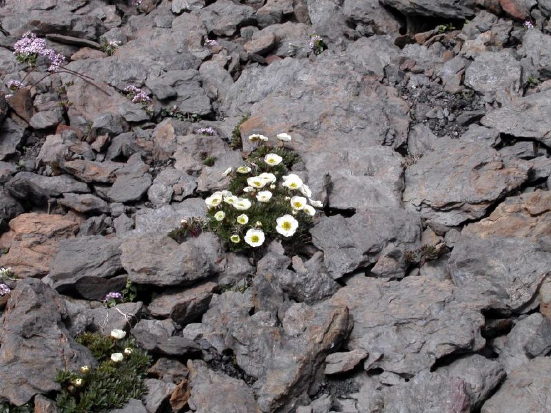 Flowers on 10000 feet