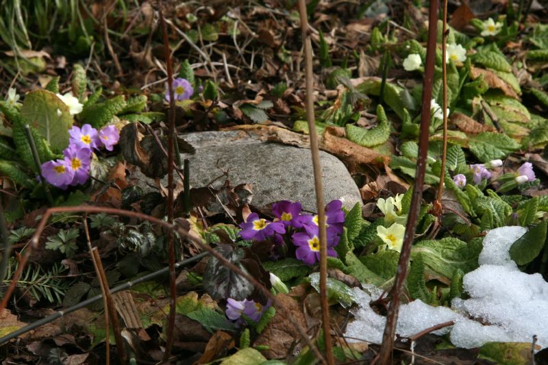 Ittigen first spring flowers