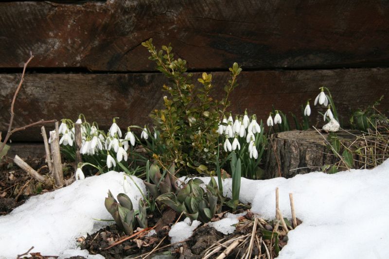 Ittigen first spring flowers