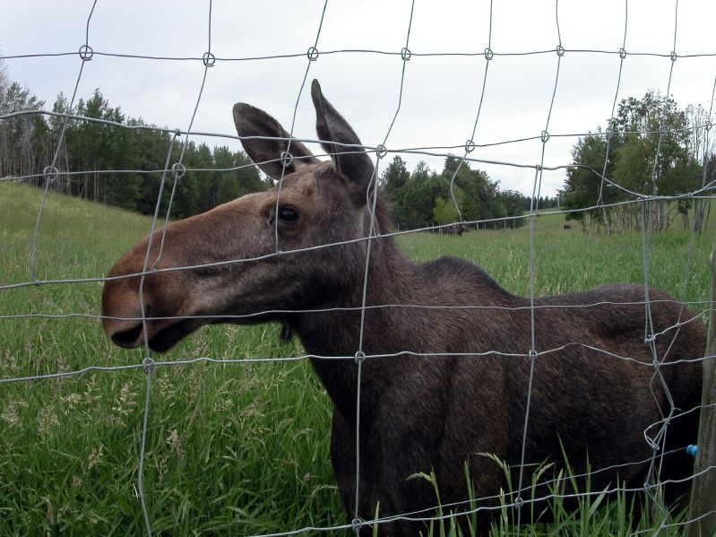 Moose garden