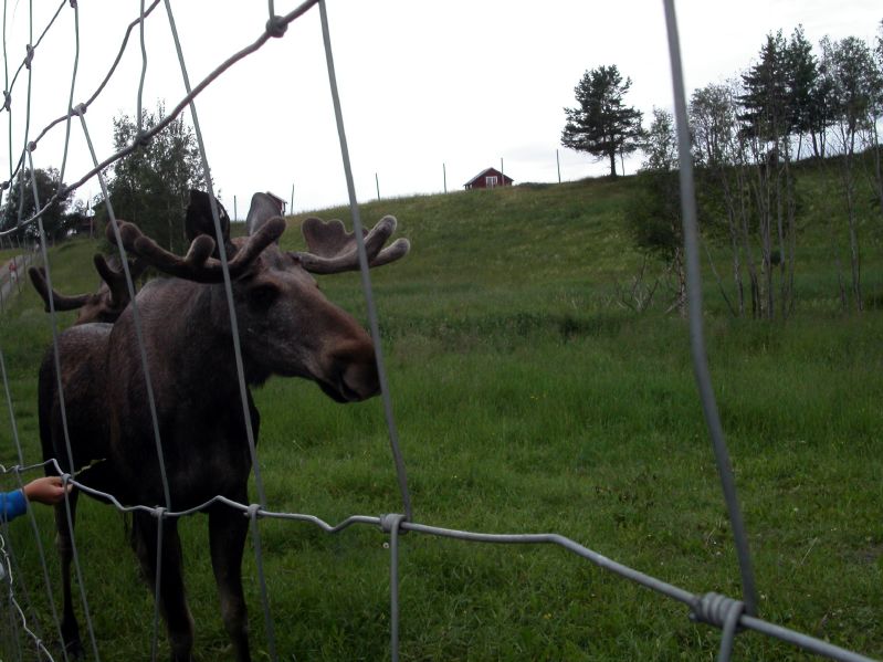 Moose garden