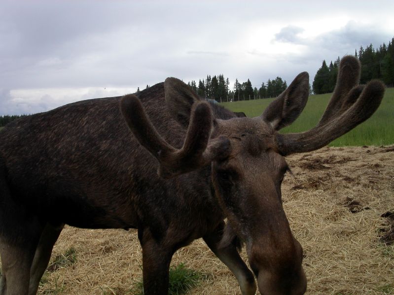 Moose garden