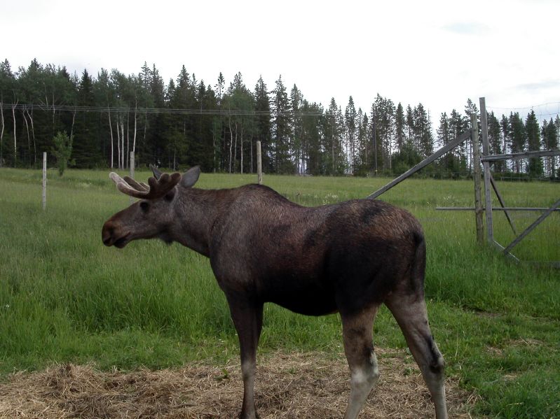 Moose garden