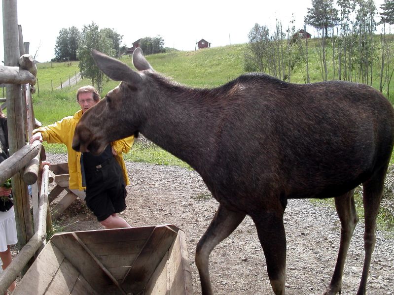 Moose garden