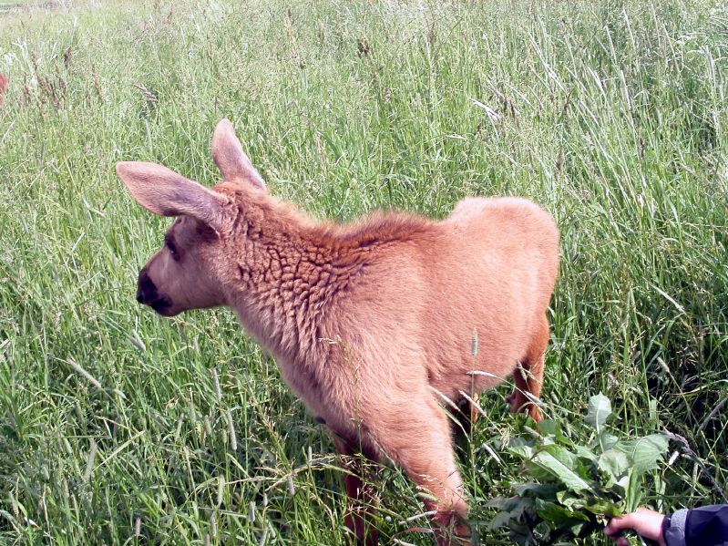 Moose garden