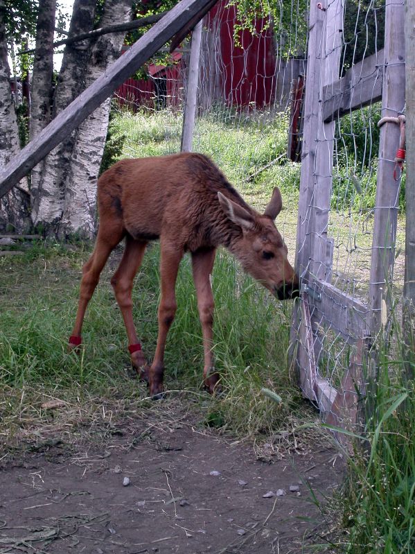 Moose garden