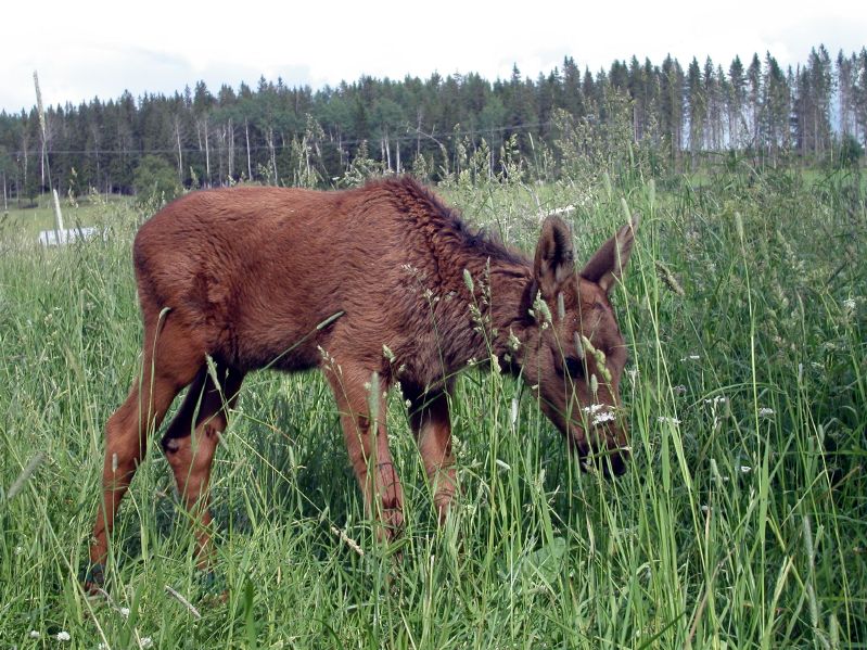 Moose garden