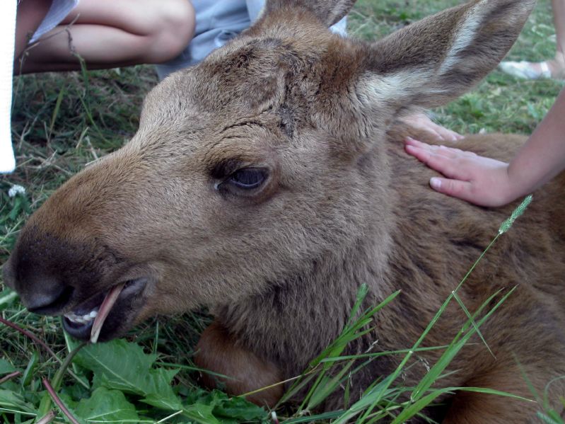 Moose garden