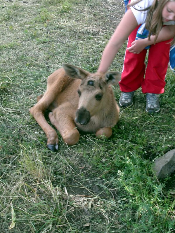 Moose garden