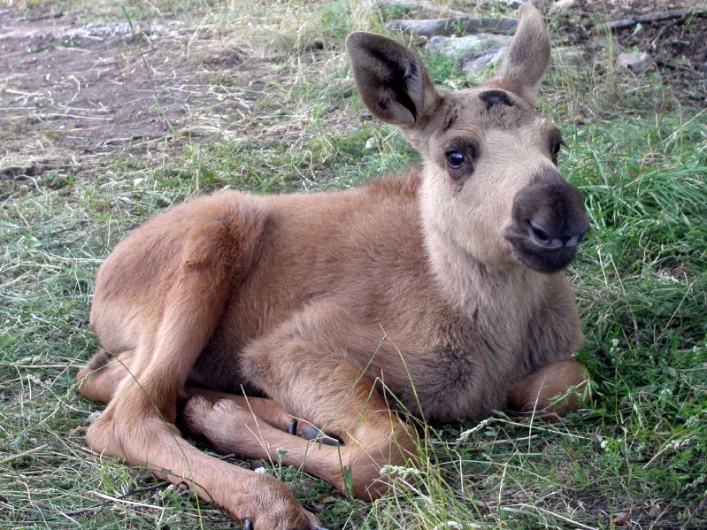 Moose garden