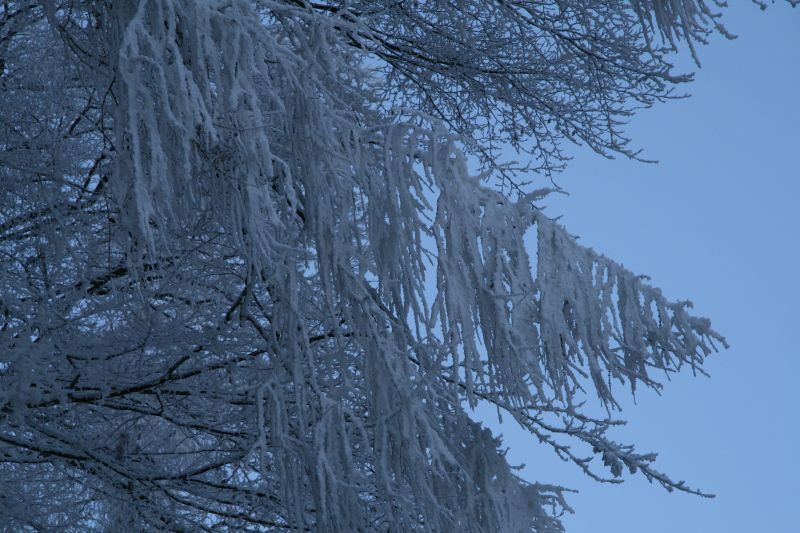 Branches burden with hoarfrost