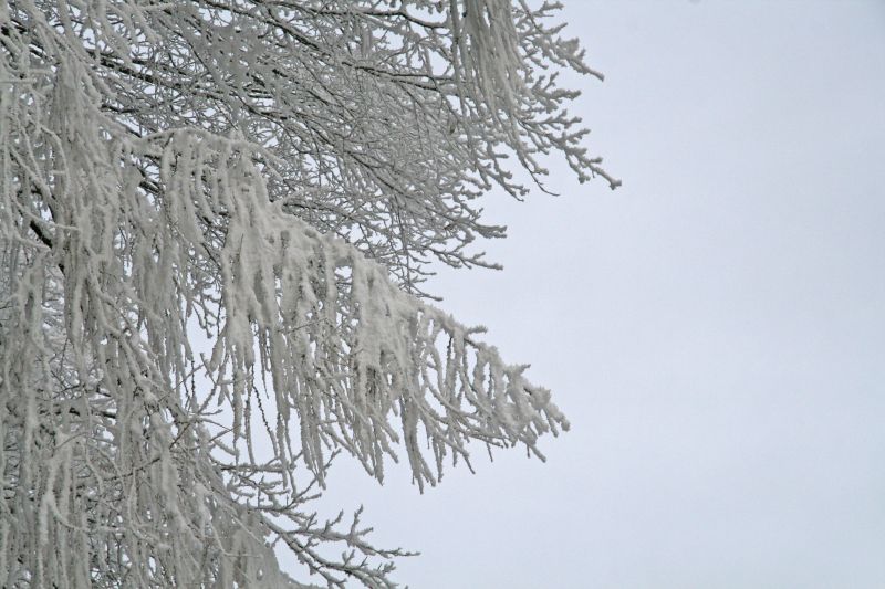 Burden branches