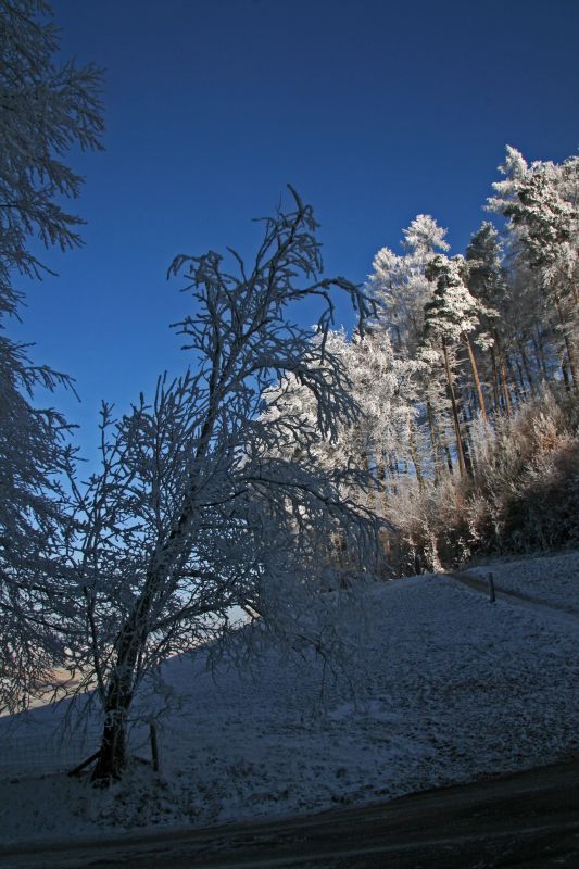 Burden trees and blue ski