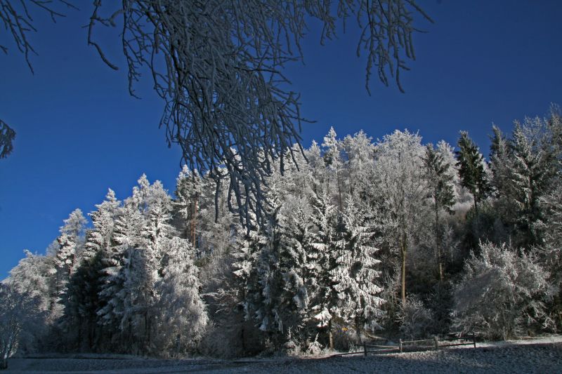 Burden trees and blue ski