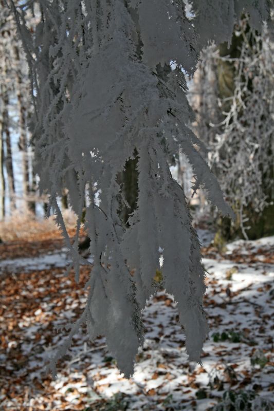 Burden branches