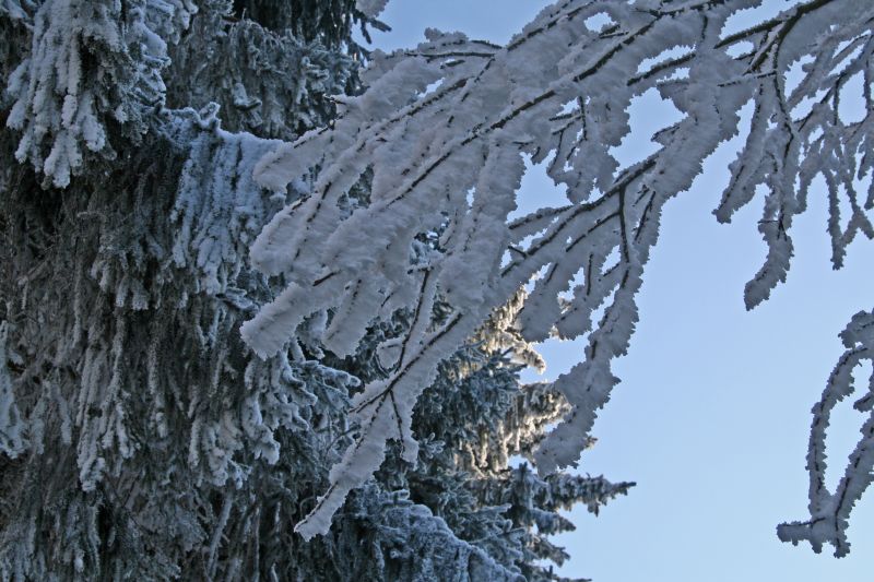 Burden branches