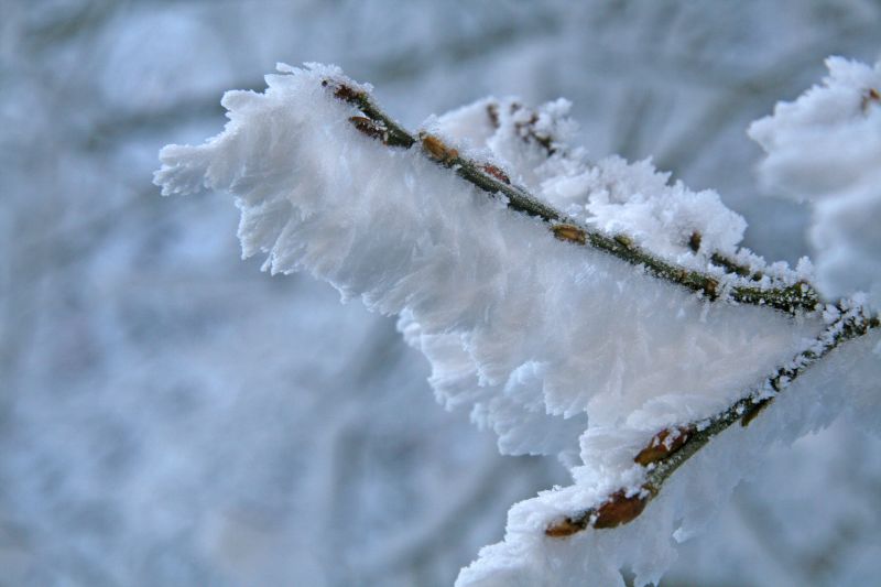 Thick hoarfrost