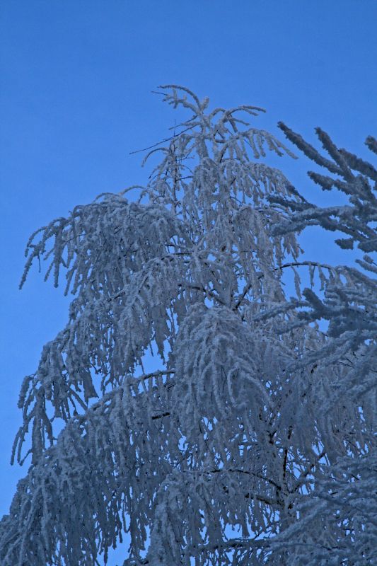 Burden trees and blue ski