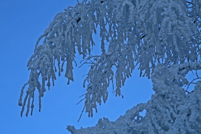 Burden branches