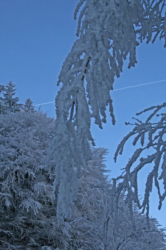 Burden branches